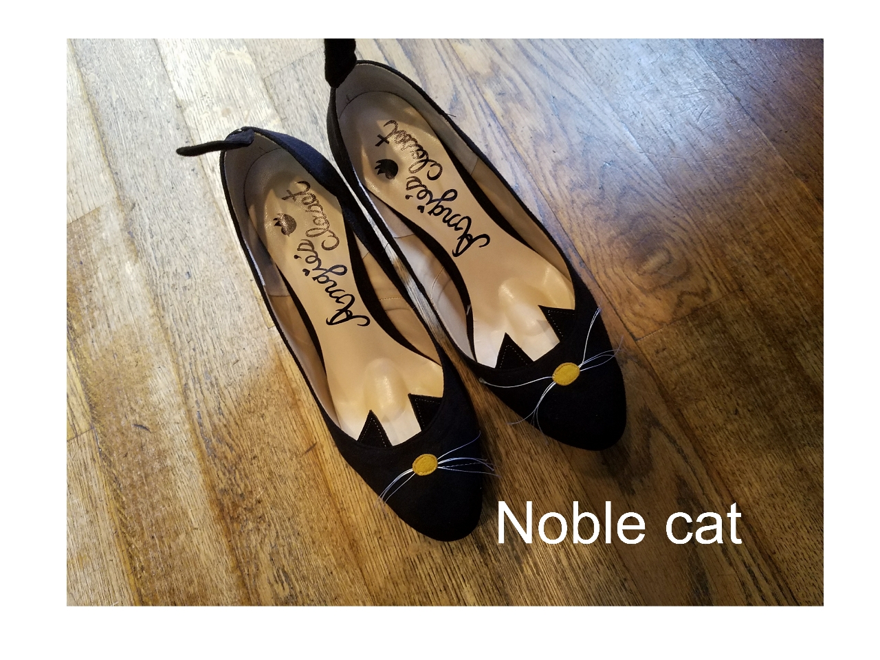 Noble cat